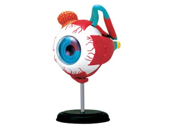 4d Мастер-модель анатомии человеческого глазного яблока, игрушка для сборки пазлов, Медицинское учебное пособие, Лабораторное образовательное оборудование