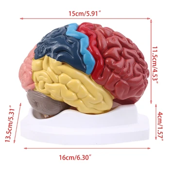 Анатомическая модель Функциональной области человеческого мозга в Натуральную величину для изучения в классе Естественных наук D5QC